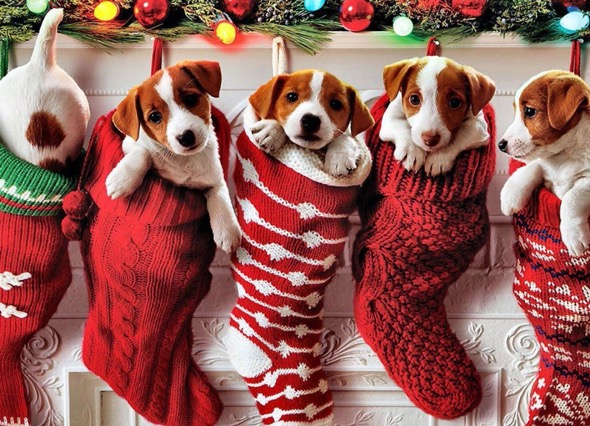 dogs in stockings