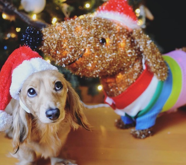 Weiner Dog Wearing Santa Hat