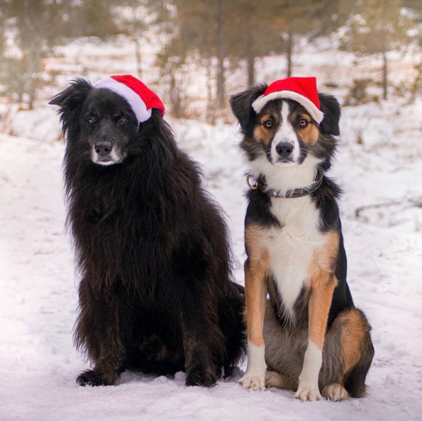 Dogs Wearing Santa Hats