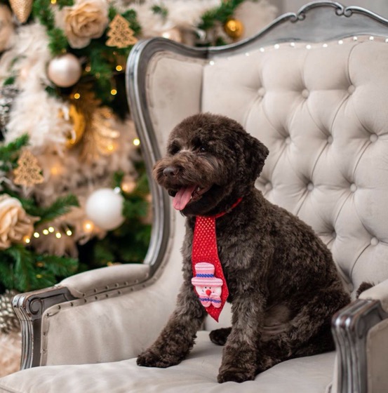 Dog Christmas Photo wearing Tie