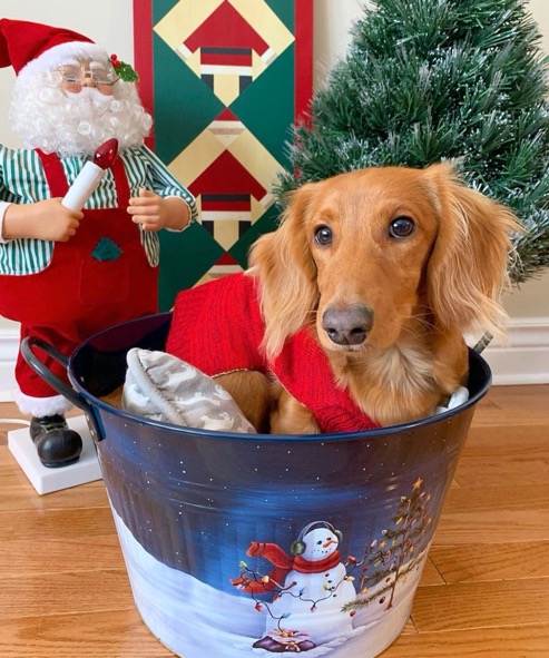 Dog in Christmas Bucket