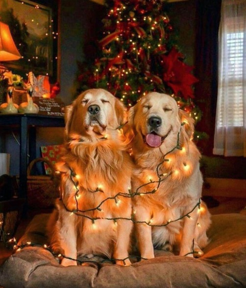 Dogs and Christmas Lights Photo