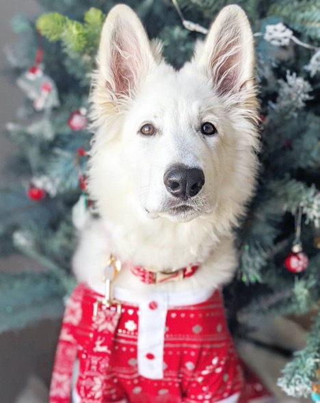 White Dog and Christmas Tree