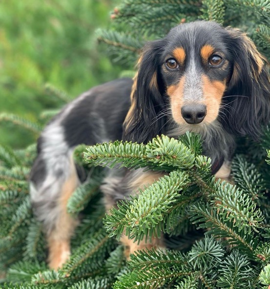 Weiner Dog in Tree