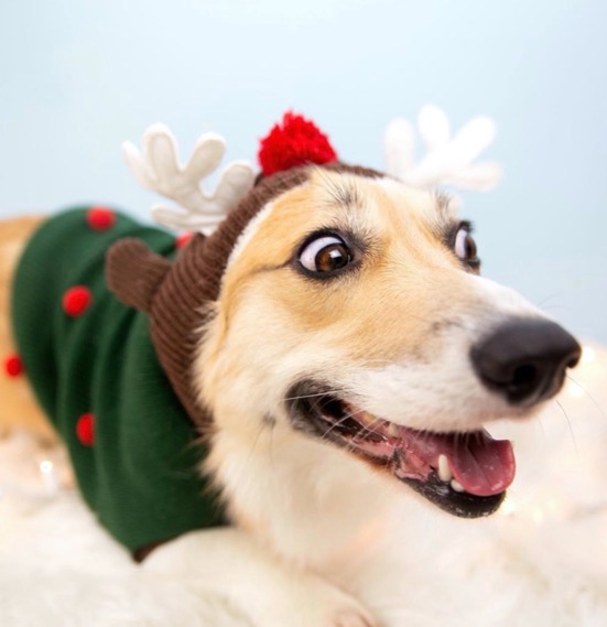 Dog Wearing Christmas Onesie