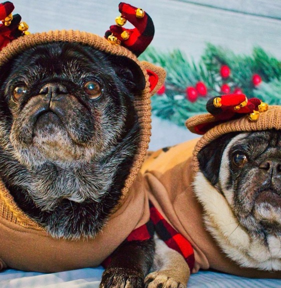 Pugs Wearing Christmas Sweaters
