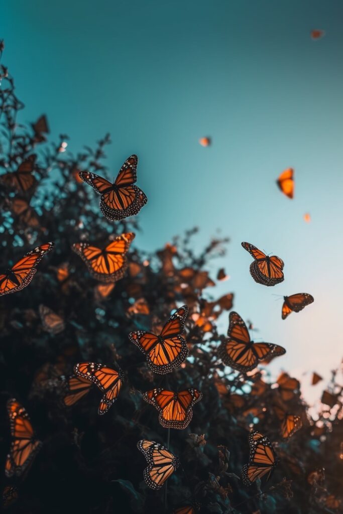 Monarch Butterflies Phone Wallpapers